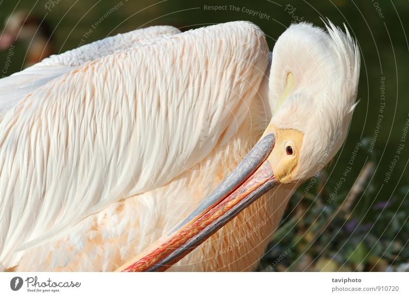 great pelican preening - a Royalty Free Stock Photo from Photocase