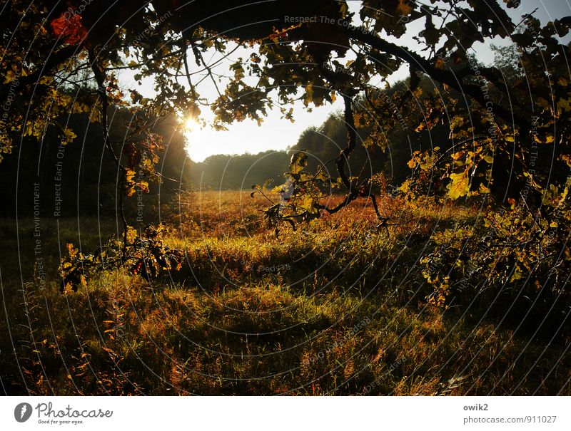 Autumn in Lower Saxony Environment Nature Landscape Plant Sky Horizon Climate Weather Beautiful weather Tree Grass Bushes Wild plant Oak leaf Meadow