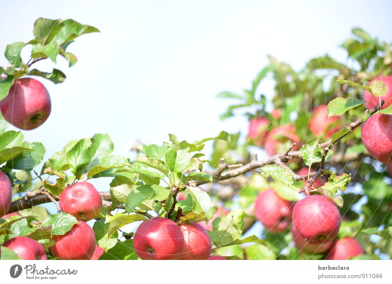 ripe for picking Fruit Apple Nature Plant Sky Autumn Tree Leaf Agricultural crop Apple tree Garden Growth Fresh Healthy Juicy Sour Sweet Many Red Colour