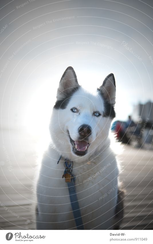 Most loyal companion Animal Pet Dog Animal face Pelt Husky 1 Observe Smiling Looking Wait Athletic Exceptional Beautiful White Contentment Loyalty Peaceful
