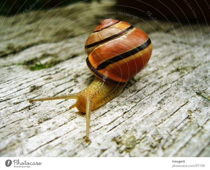 snail Slimy Slowly Animal Snail shell Break Nature Macro (Extreme close-up)