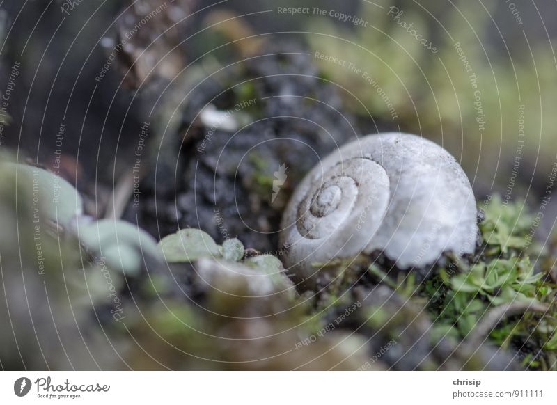 undressed Environment Nature Animal Plant Grass Moss Leaf Wild animal Dead animal Snail Snail shell 1 Spiral Lie Old Broken Gray Green Grief Death Loneliness