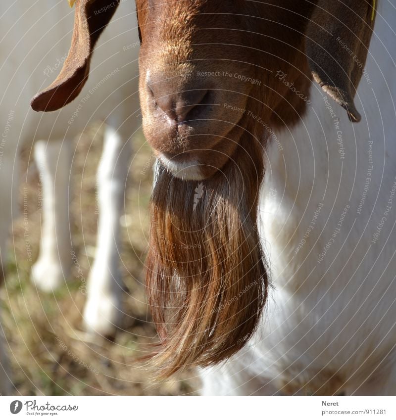 Real goatee beard! Animal Pet Farm animal He-goat 1 Facial hair Hang Authentic Natural Brown Colour photo Exterior shot Detail