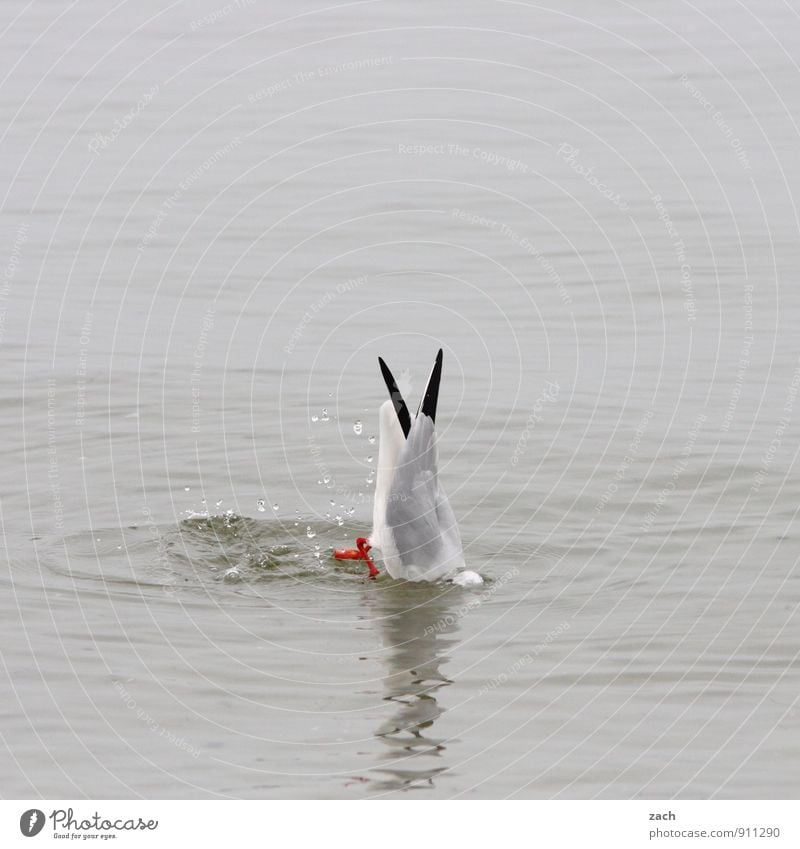 water ballet Water Waves Coast Baltic Sea Ocean Animal Wild animal Bird Wing Seagull Gull birds Black-headed gull  waterfowl 1 Swimming & Bathing To feed Dive