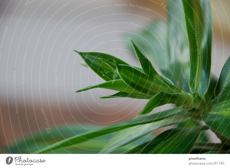 juicy green Plant Exotic Palm tree Small Juicy Green Colour photo Interior shot Palm frond Foliage plant Detail Section of image Partially visible