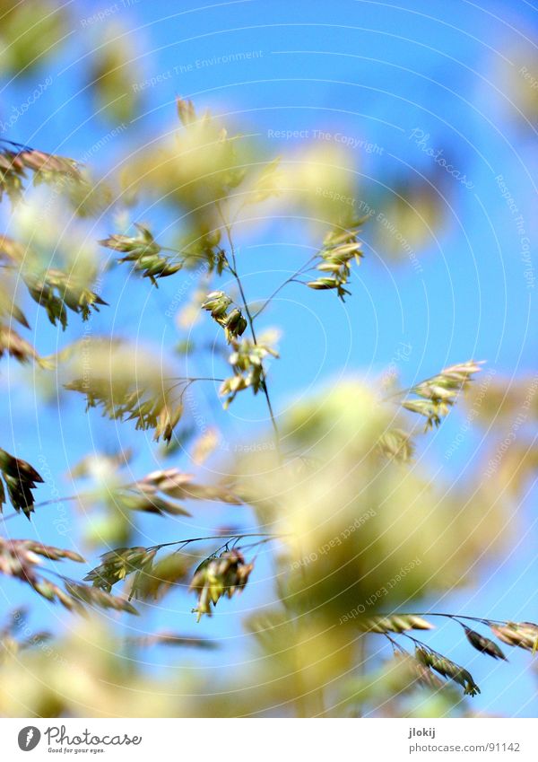 Picture found... Grass Green Spring Growth Plant Meadow Beautiful Blur Summer Blue Sky Blossoming Pollen Flying Nature allergenic Release watery eyes Contrast