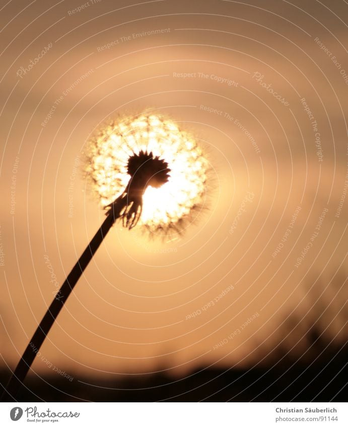 Glowing Blowball Flower Blossom Stalk Dandelion Pistil Sun Sky Seed Peter funny counterfeit