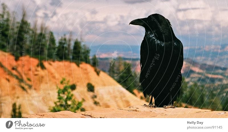 A raven... Bird Black Crow Clouds Raven birds Wheat Vantage point Beak Evil Summer Bryce Canyon USA Sit Death Orange Trees in the background