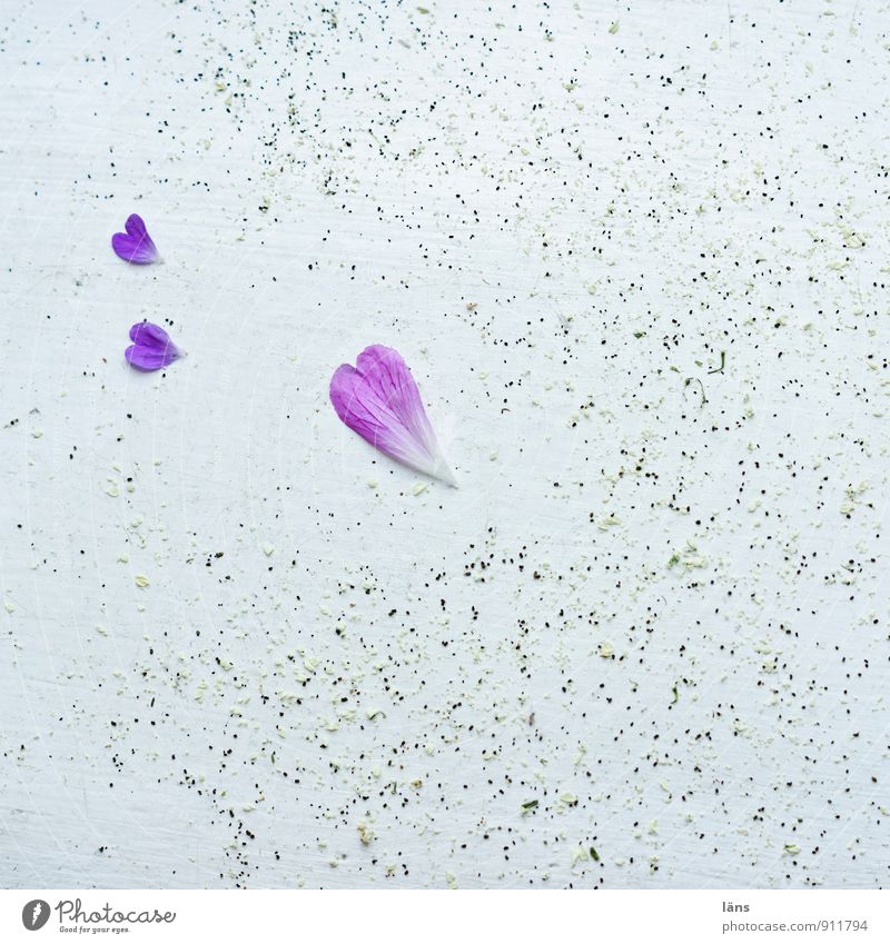 Matter of heart l love triangle Faded Blossom purple White Leaf Heart derieck relationship Love Pink Flower Love tokens Decoration Colour photo Lovesickness