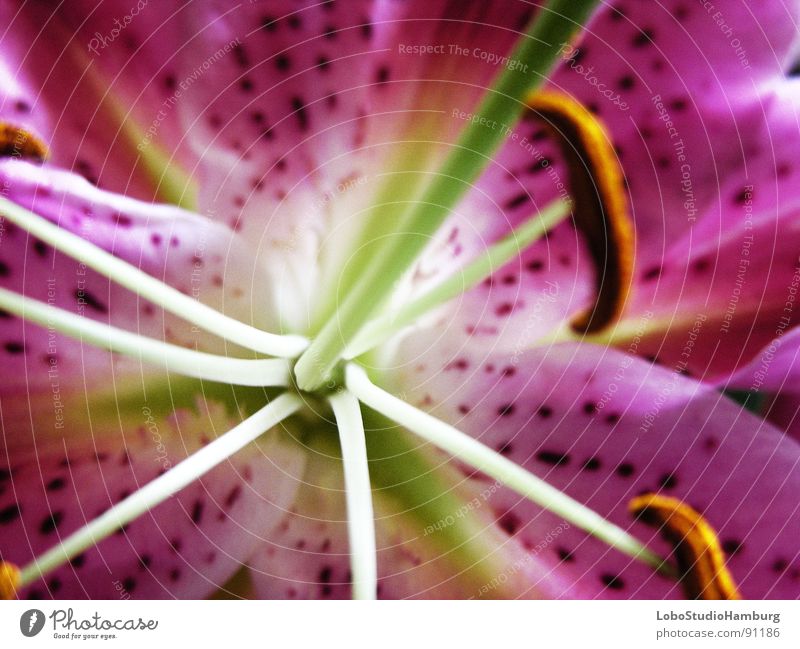 lovely lily Red Pink Lily Spring Blossom Flower Blossom leave in full bloom Pollen Detail Magnifying glass Point