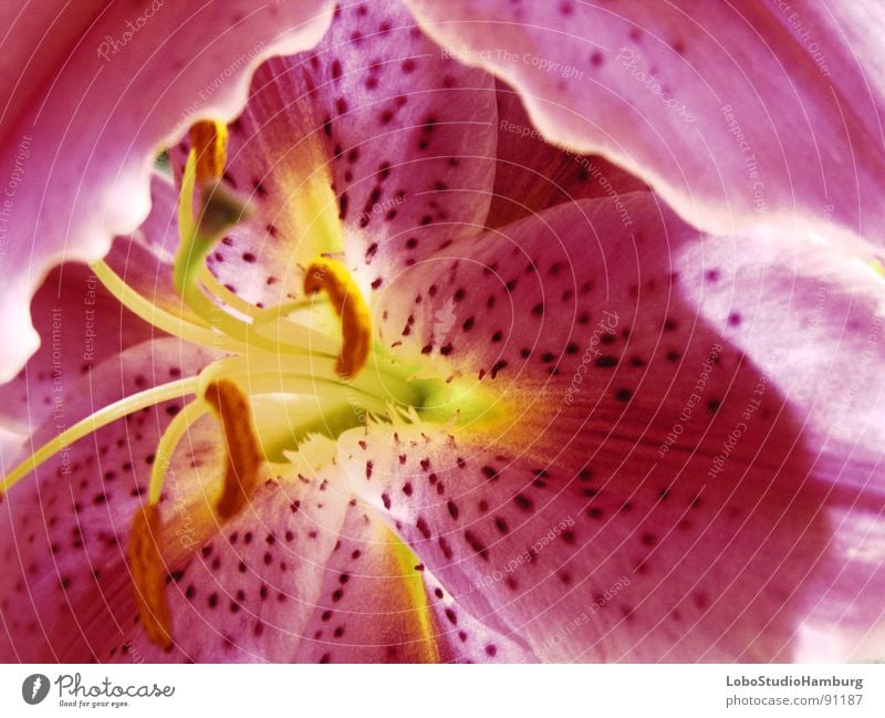 lovely lily 2.0 Red Pink Lily Spring Blossom Flower Blossom leave in full bloom Pollen Detail Magnifying glass Point