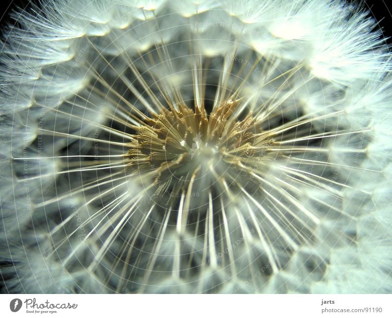 dandelion Dandelion Flower Fine Easy Meadow Macro (Extreme close-up) Close-up Flying Nature jarts