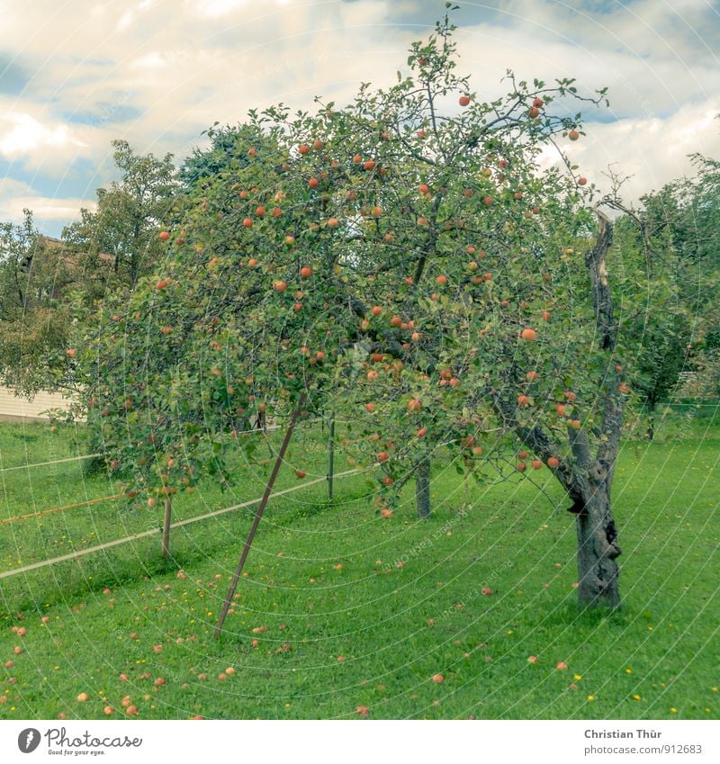 apple harvest Healthy Health care Wellness Life Harmonious Well-being Relaxation Vacation & Travel Trip Summer Clouds Beautiful weather Tree Apple tree Meadow