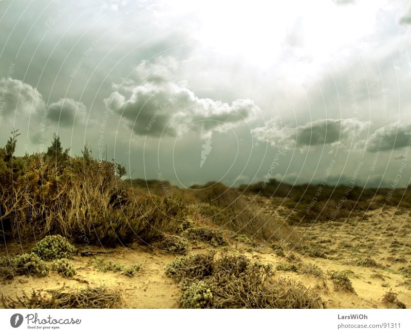 wasteland Dreary Gloomy Bushes Clouds Earth colour Underwater photo Beach Sand Landscape Sky Sun Far-off places Desert Root