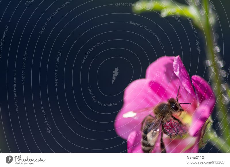 intoxication in pink Environment Nature Plant Animal Spring Summer Beautiful weather Flower Blossom Garden Park Meadow Fragrance Eating Sit Pink Bee Fly Blur