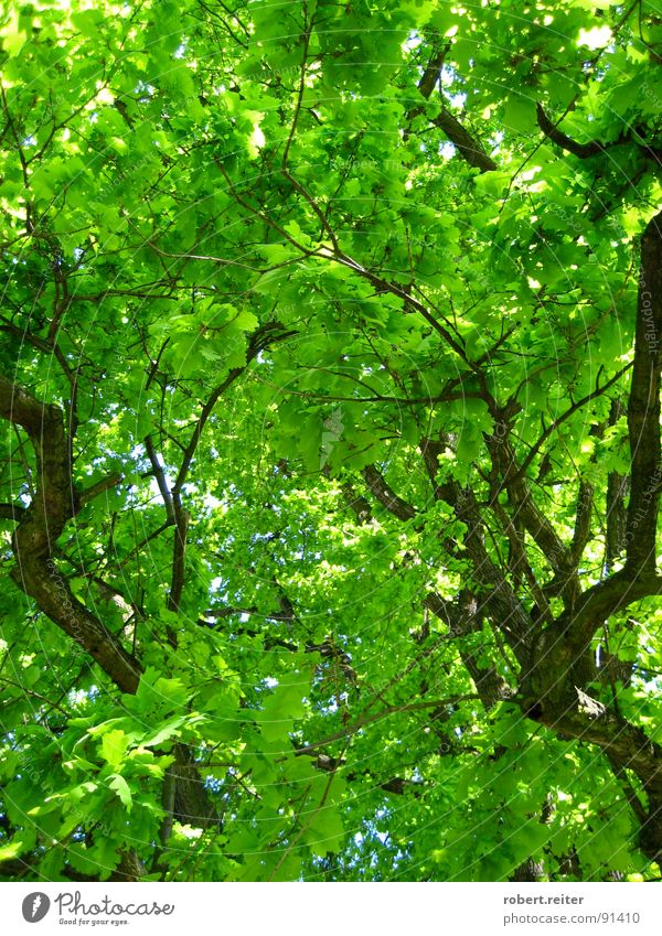 green sky Tree Green Leaf Summer Spring Large Well-being Happy Photosynthesis Growth Park Forest Branch Blossoming Colour Tree trunk Life