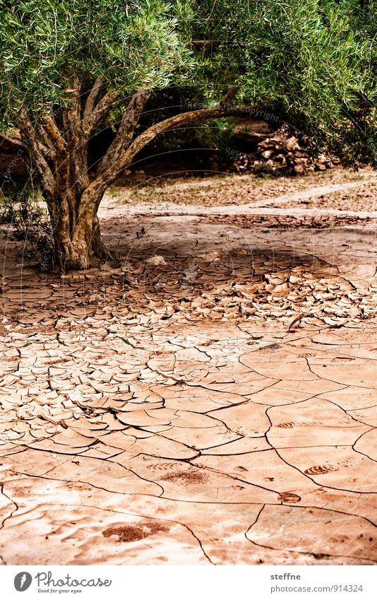 thirst Summer Warmth Drought Tree Morocco Hot Dry Arabia Africa lack of water Water Desert Thirsty Colour photo Exterior shot Deserted Copy Space bottom