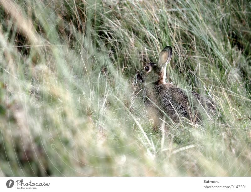 camo rabbit Nature Landscape Meadow Animal Wild animal Animal face Pelt 1 Sit Protection Feeble Environment Safety (feeling of) Hide Watchfulness Ear