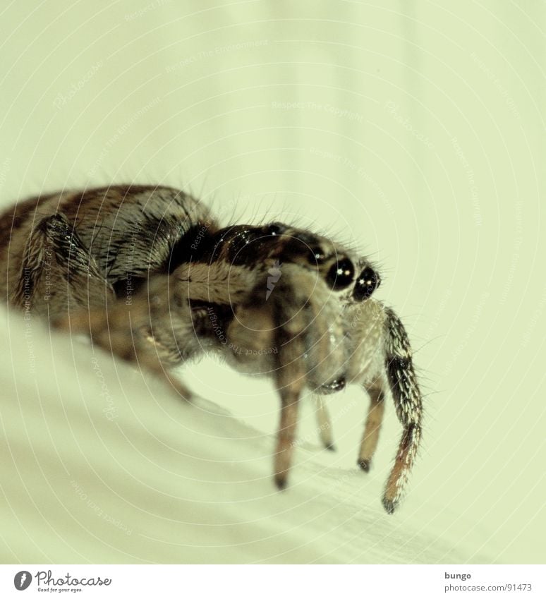 adhesive tape Zebra spider Spider Disgust Small Macro (Extreme close-up) Chelicerae Mandible Eating mechanism Articulate animals Close-up Fear Panic Eyes