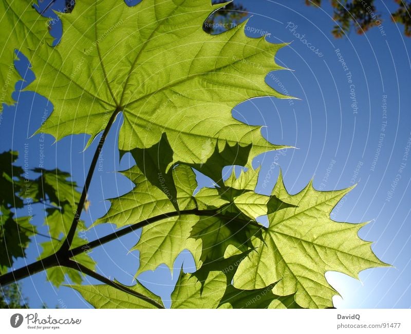 Young leaves on the sun deck Spring Sun Maple tree Norway maple Leaf Photosynthesis Growth Fresh Translucent Vessel Potsdam view into the sky Bud Plantlet