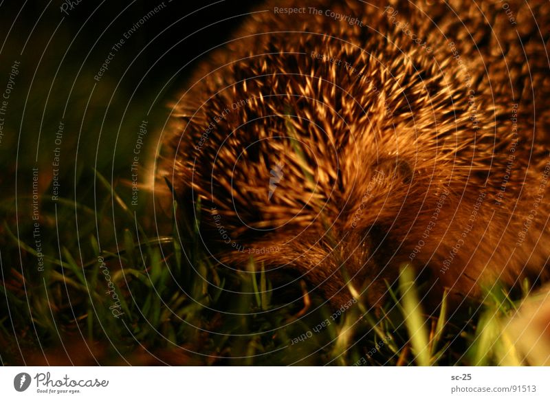 Hedgehogs in the night Night Meadow Close-up Grass Animal Mammal focus Spine