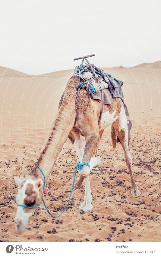 dromedary Sunrise Sunset Summer Warmth Merzouga Morocco Hot Desert Camel Dromedary Dune Dawn Vacation & Travel Arabia Ride Colour photo Exterior shot