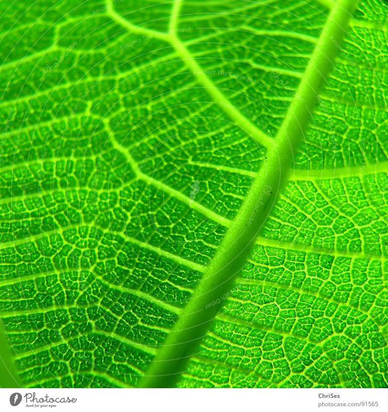 fig leaf Leaf Green Plant Fig Fig leaf Spring Leaf green Tree Photosynthesis Macro (Extreme close-up) Close-up Nature texture ChrISISIS