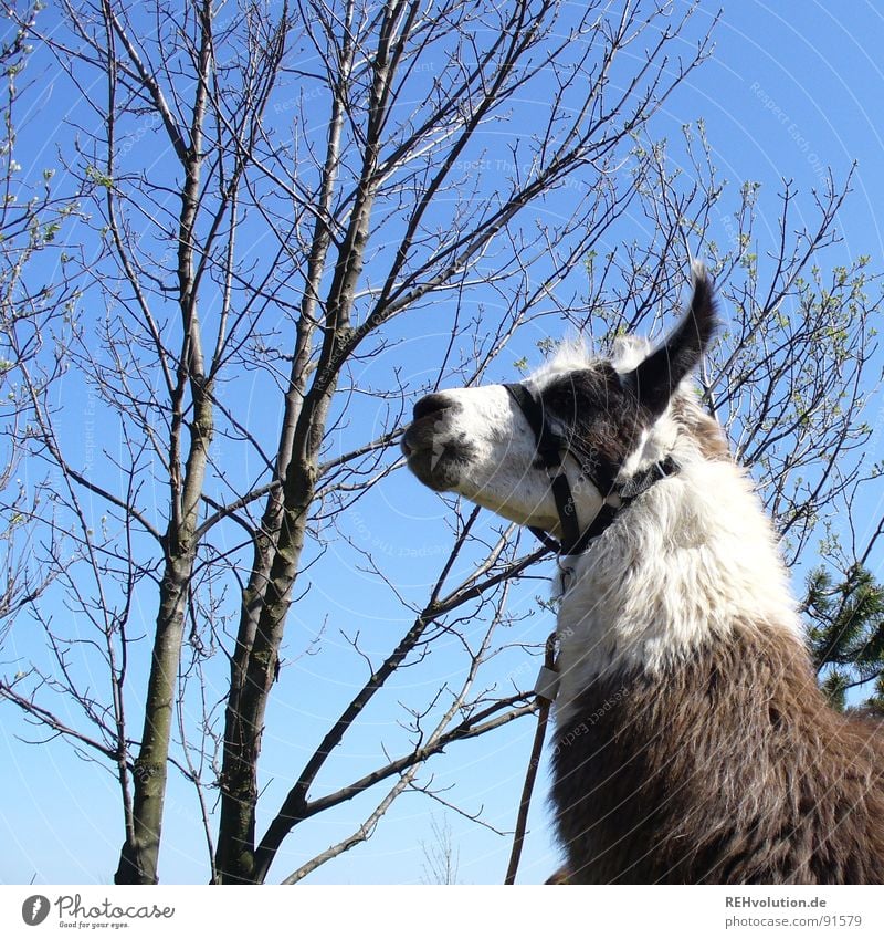 A llama stands in the woods ... Animal Spit Tree Chained up Get caught on Summer Distress Dappled Halter Nostrils Wasserkuppe Ride Petting zoo Bushy Skeptical