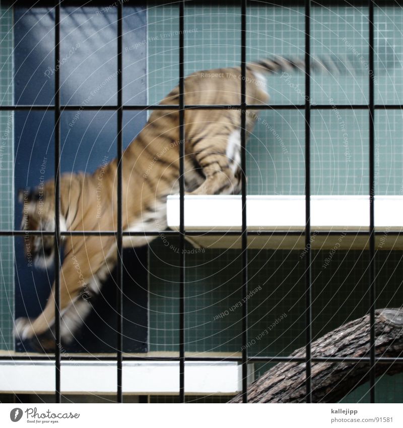 pixelated III Tiger Zoo Animal Sleep Cage Grating Grief Captured Paw Environmental protection Living thing Shows Land-based carnivore Big cat Masculine Pelt