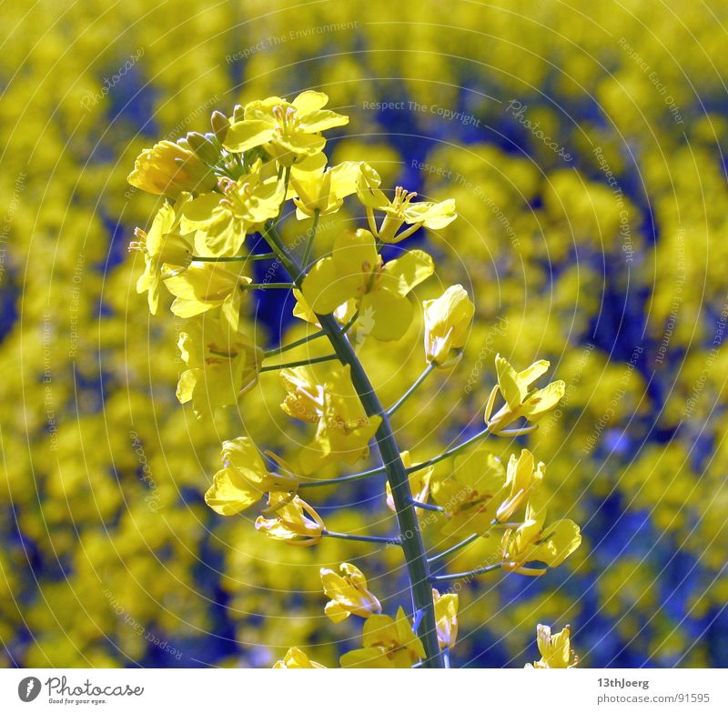 rape boredom Field Agriculture Canola Summer Yellow Blossom Flower Allergy Botany Biology Landscape Plant Pollen