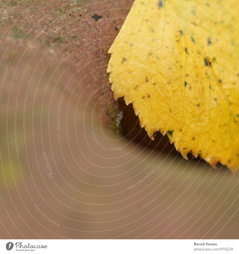 parted Autumn Plant Leaf Yellow Red Sandstone Rachis Delicate Rough Speckled Round Soft Autumn leaves Prongs Colour photo Exterior shot Close-up Deserted