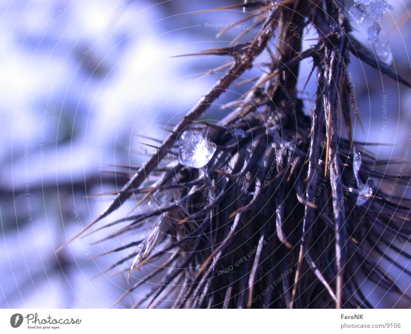 thistle Thistle Plant Blur Macro (Extreme close-up) Close-up Blue