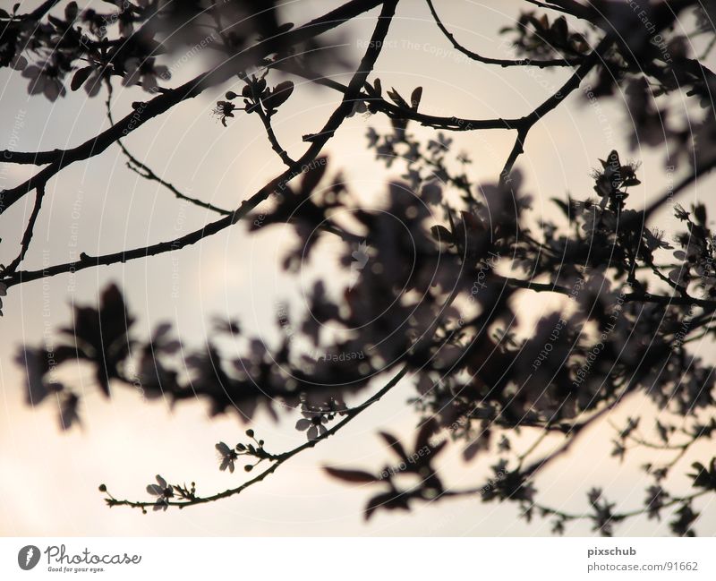 mystical moment Evening Tree Dark Blossom Spring Mystery Mystic Dusk Twig flowering twig Snapshot