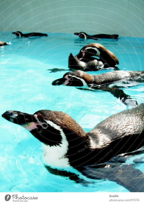 Penguin Alarm Zoo Black Beak Cold Animal Summer Cleaning Water Blue Ice polar Light (Natural Phenomenon) Bright Clarity Swimming & Bathing