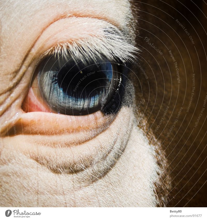 fisheye Horse Horse's eyes Eyelash Pupil White Looking Mammal Macro (Extreme close-up) Close-up Eyes eyelid crease Blue Iris Snapshot Looking into the camera