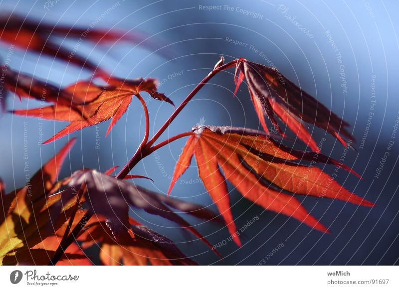 he dances in the wind Maple tree Tree Leaf Botany Park Light Sun Red Delicate Wind Wind chime Spring Summer Maximum aperture Garden Joy Red fan maple