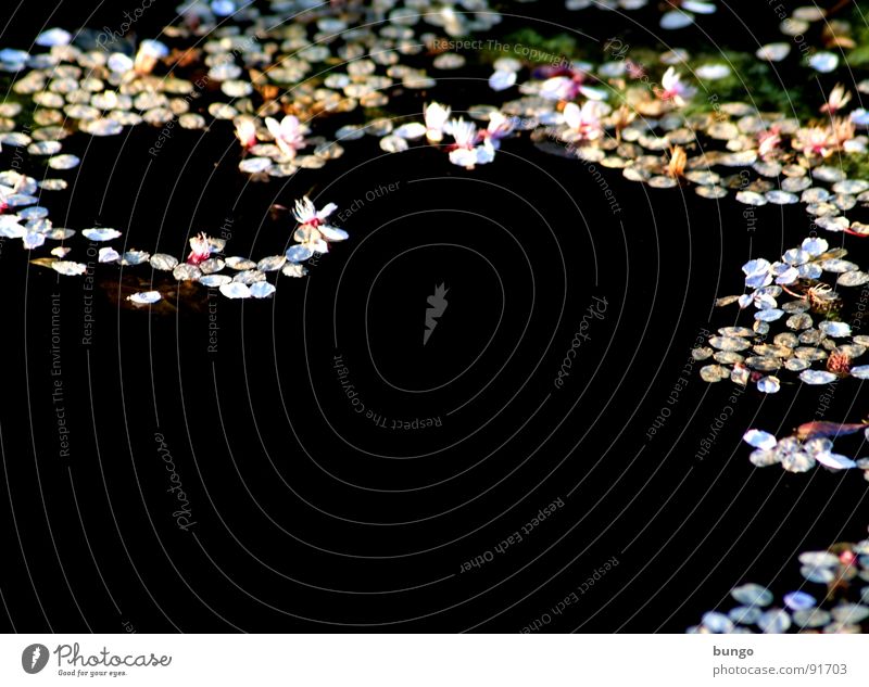 Dark tears Pond Reflection Blossom Pattern Surface Water petals Cover Structures and shapes flakes Float in the water