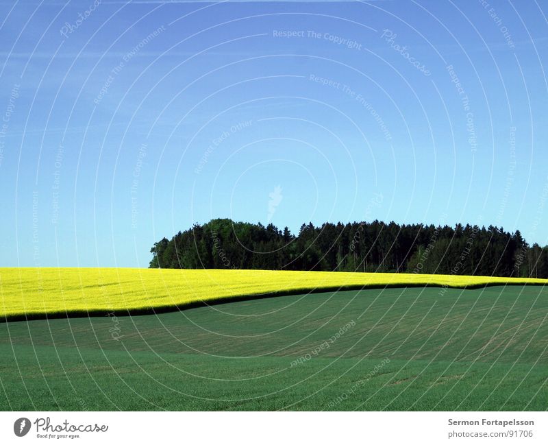 raps_mai_1 Field Canola Spring May Horizon Physics Far-off places Large Meadow Plant Agriculture Green Yellow Sky Blue Crazy Warmth Calm Americas Landscape