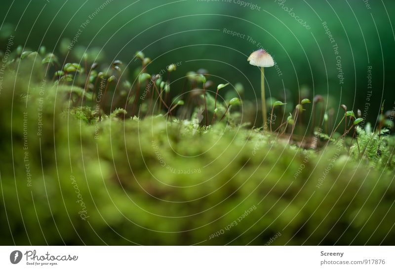 We are all individuals! Nature Plant Autumn Moss Wild plant Mushroom Mushroom cap Forest Growth Small Brown Green Serene Patient Calm Tolerant Conceited