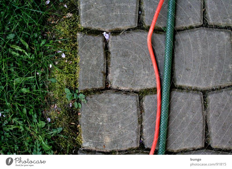 texture Meadow Grass Dandelion Pave Hose Bend Connect Graphic Furrow Division Communicate Floor covering Garden Cobblestones Stone Cable structure Column