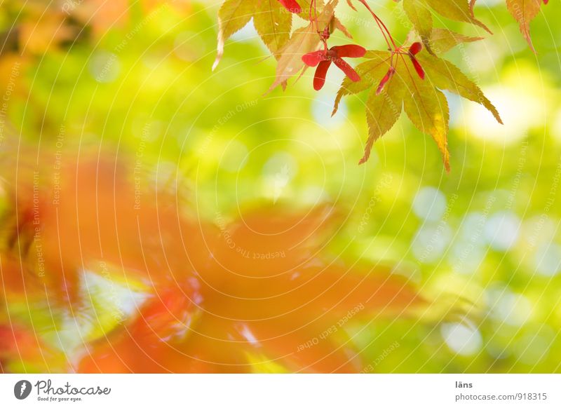 opposite. Environment Nature Sunlight Autumn Tree Leaf Foliage plant Wild plant Japan maple tree Garden Park Uniqueness Transience Change Maple tree Maple leaf