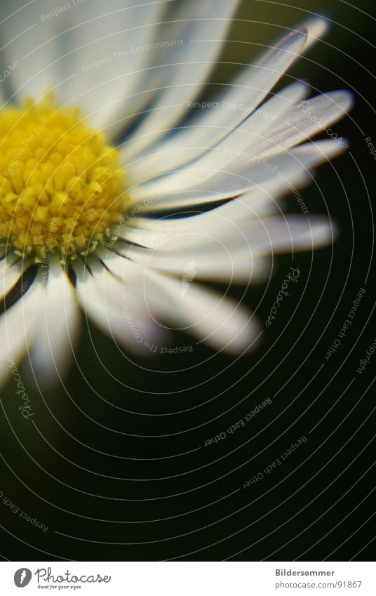 Daisy II Macro (Extreme close-up) Flower Blossom Nature Yellow White Green Close-up daisy daisies Pollen