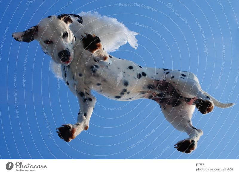Flying dog - 1 Dog Dalmatian Spotted Dappled Worm's-eye view White Black Hang Companion Mammal dalmation Point Patch Sky Blue Above down enzo