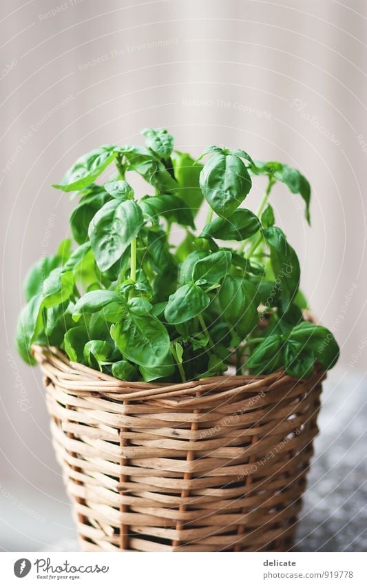 basil Food Herbs and spices Basil Herb garden Plant Nutrition Organic produce Vegetarian diet Italian Food Foliage plant Blossoming Fragrance Eating Kitchen