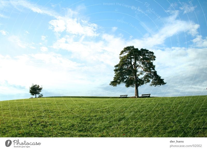 The difference in size Tree Meadow Summer Landscape Blue sky Nature Consistent
