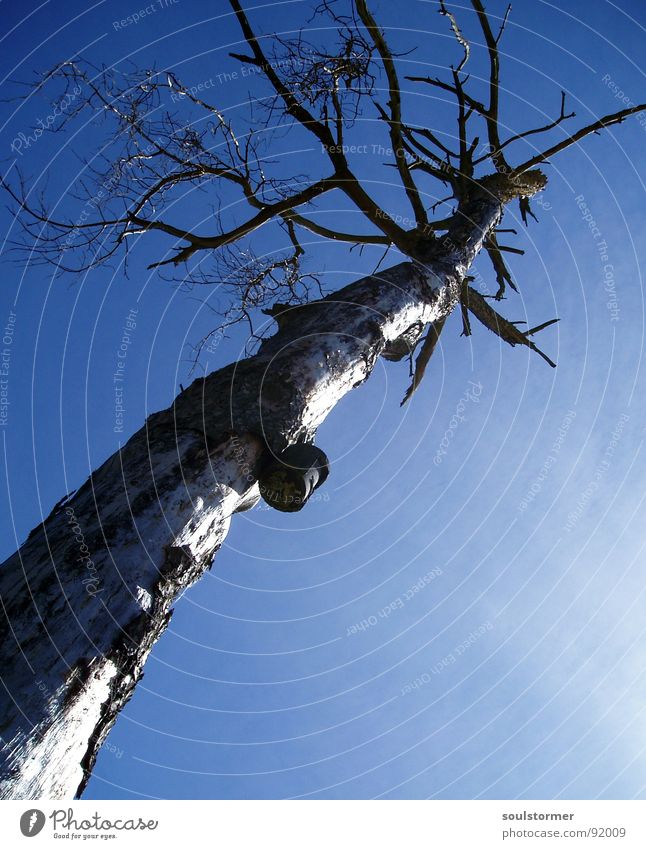 Straight into the Sky Tree Clouds Birdhouse Wide angle Loneliness Death Branch Crazy Upward End Old