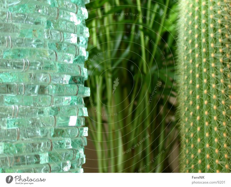 Three Plant Palm tree Cactus Macro (Extreme close-up) Close-up Glass