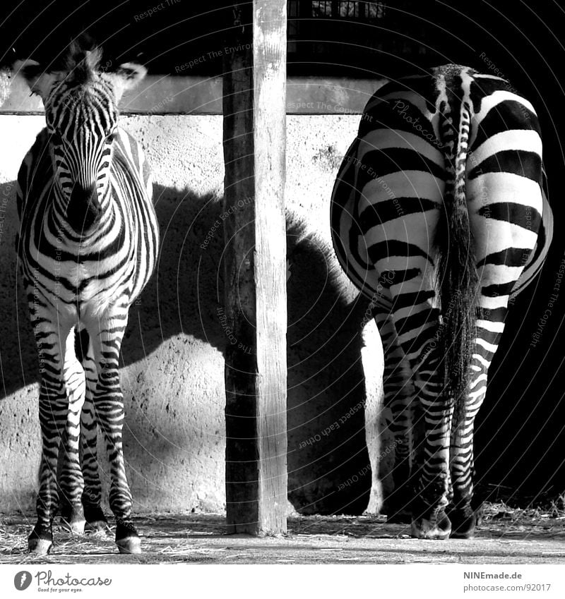 From the back as well as from the front ... Stripe Zebra crossing Light and shadow Zoo Animal Africa Reflection Side by side Column Pole Divide Photography
