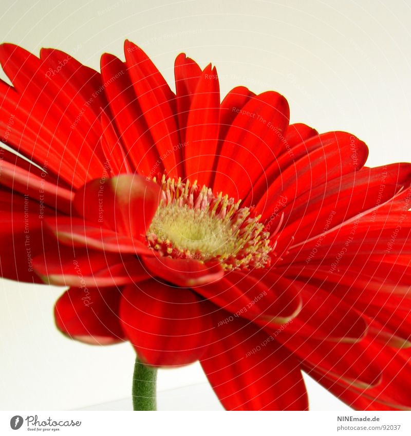 lady in red ... Gerbera Daisy Family Flower Blossom Blossom leave Red Yellow Green Beige Blur Stalk Square Middle Spring Macro (Extreme close-up) Close-up