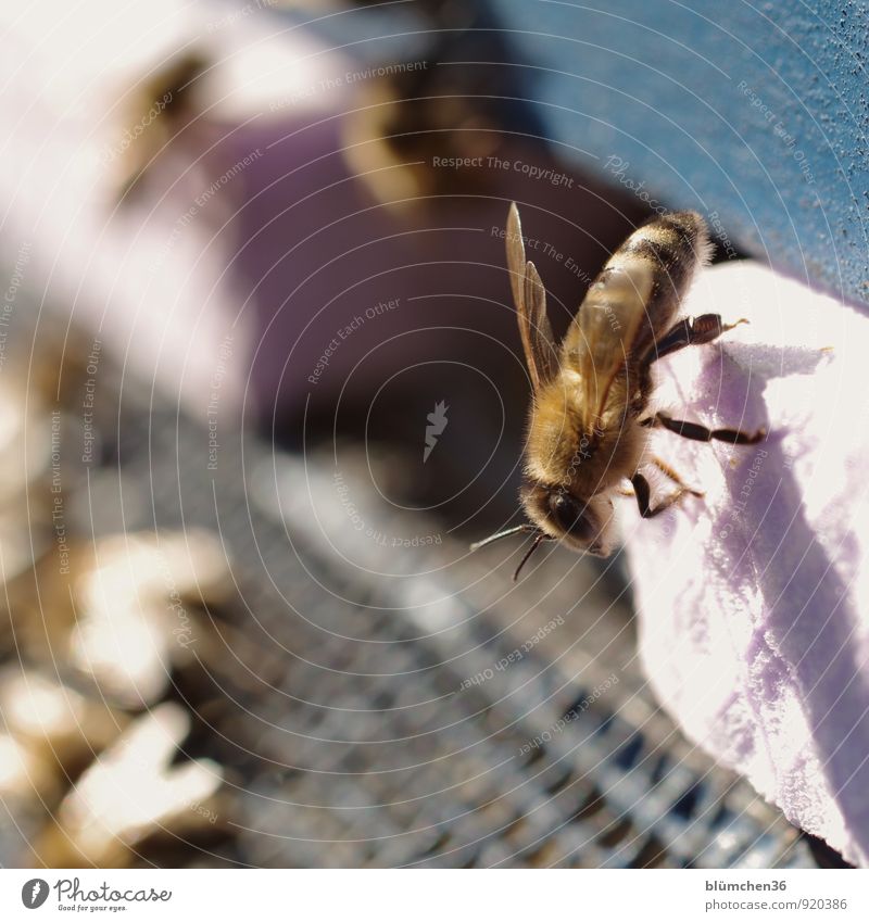 sunbath Animal Farm animal Wild animal Bee Honey bee Insect Wing Pelt Feeler Eyes Legs Small Natural Beautiful Feminine Diligent Disciplined Work and employment